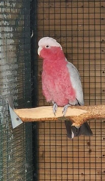 Rosè kaketoe, Mannelijk, Papegaai, Geringd