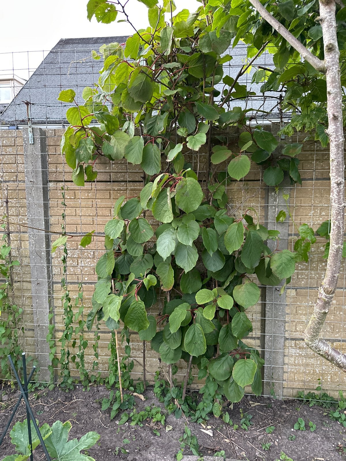 Grote kiwi plant - laatste exemplaar!, Ophalen, Vaste plant, Fruitplanten