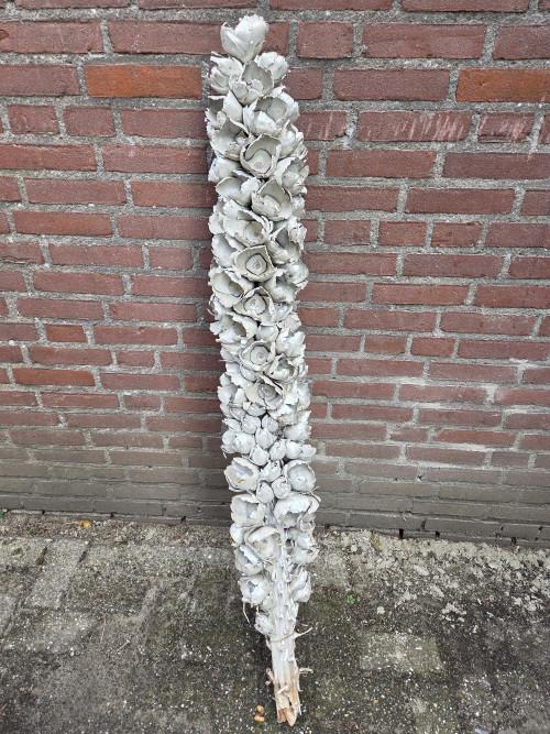 couronne decoratieve stam groot  cacho de coco, Ophalen of Verzenden, 'T Olde Gre-j, Info@toldegrej.nl, Endepoelstraat 20f Didam