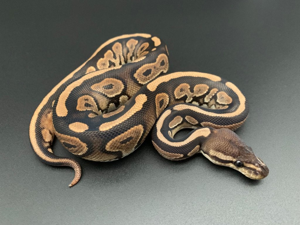 0.1 cinnamon het pied python regius Ball Python photo 3