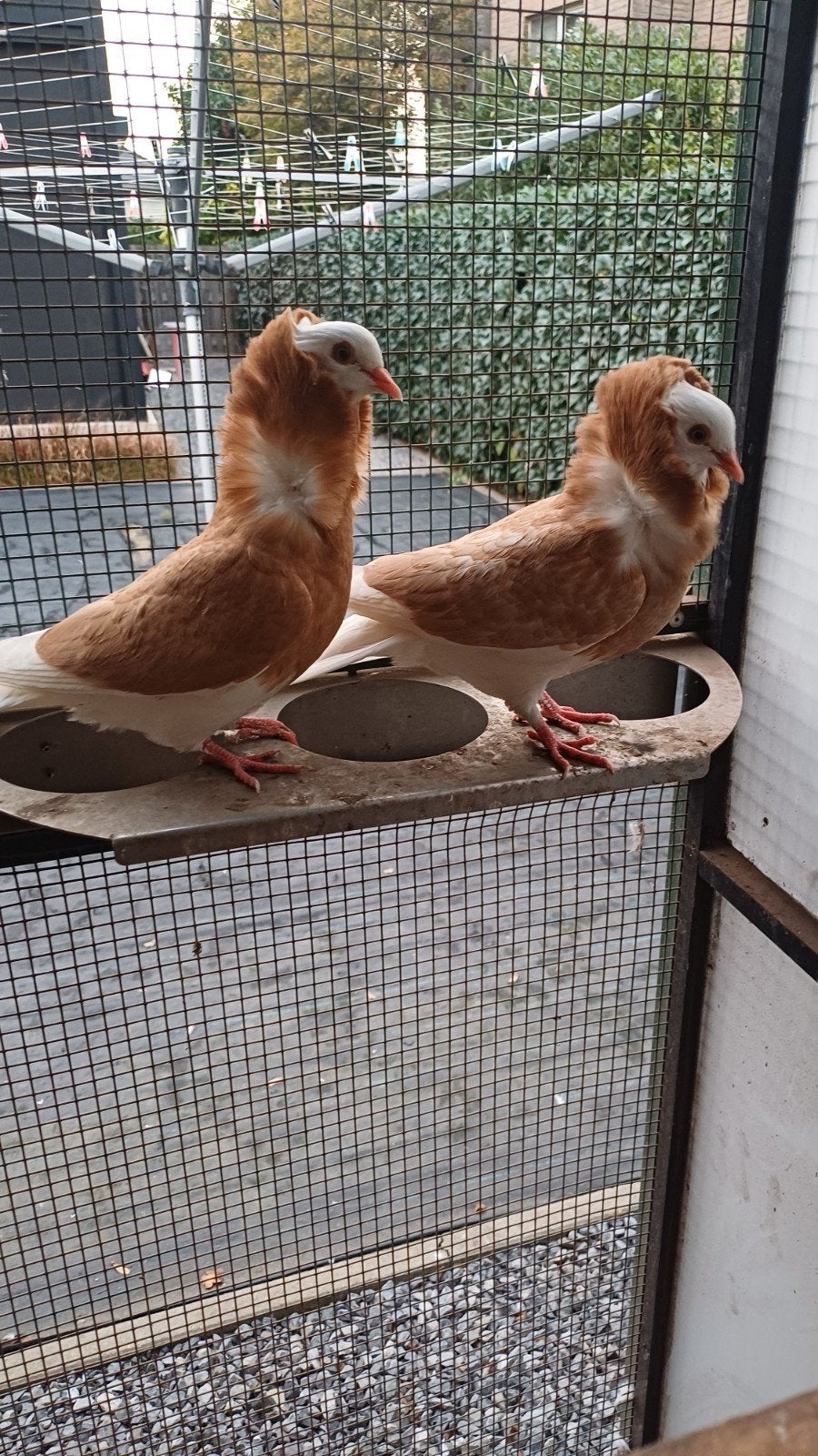 Gele jonge Kapucijn sierduiven, Meerdere dieren, Overige soorten