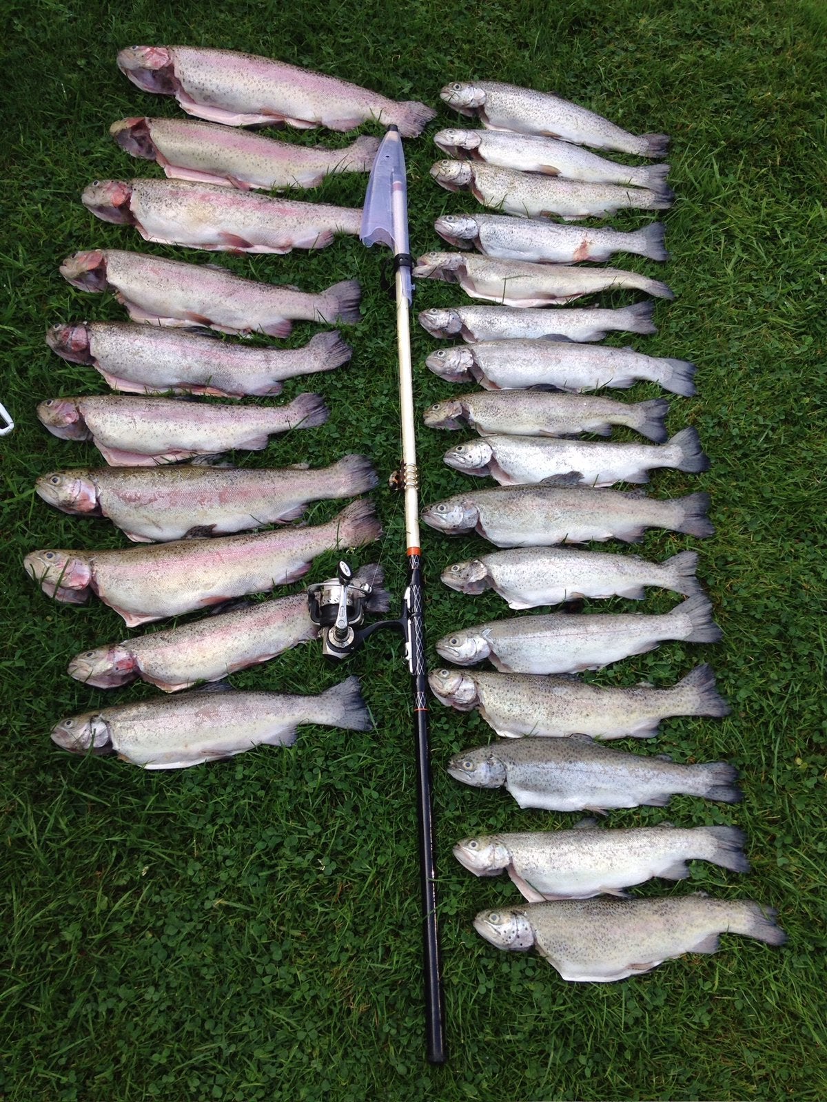 Verse Forel vacuum verpakt, Ophalen of Verzenden