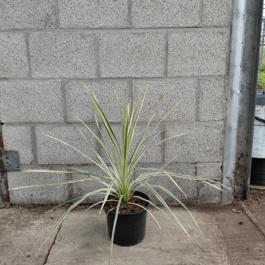 Cordyline 'Lime Passion' - Verzenden mogelijk!, Tuin en Terras, Planten | Tuinplanten, Overige soorten, Vaste plant, Ophalen of Verzenden