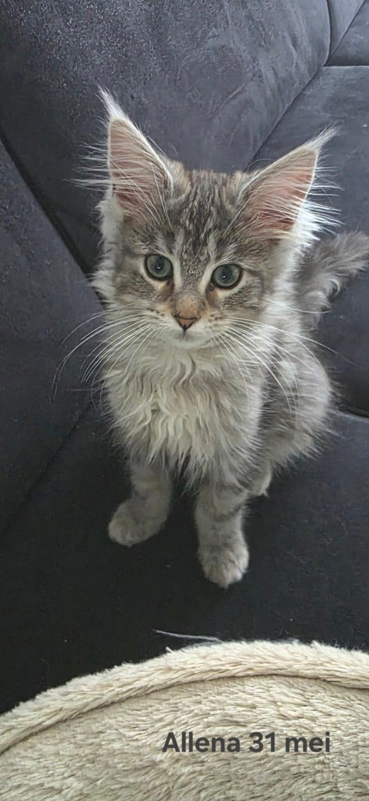 Maine Coon kittens met stamboom, chip, ouders getest, Meerdere dieren, Met stamboom, 0 tot 2 jaar