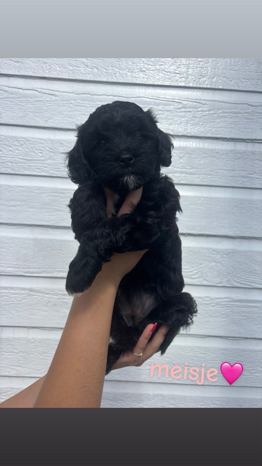 Labradoodle x Maltipoo pups, Parvo, 8 tot 15 weken, Meerdere, Meerdere dieren