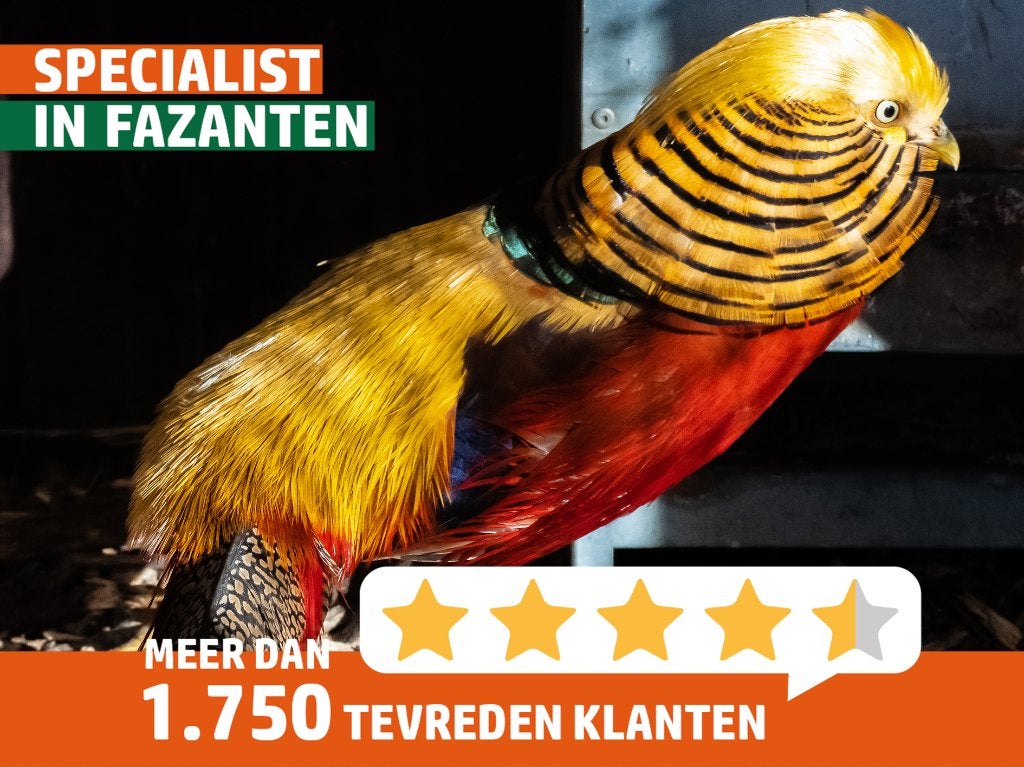 Goudfazant hanen | Gezonde dieren | Deskundig advies