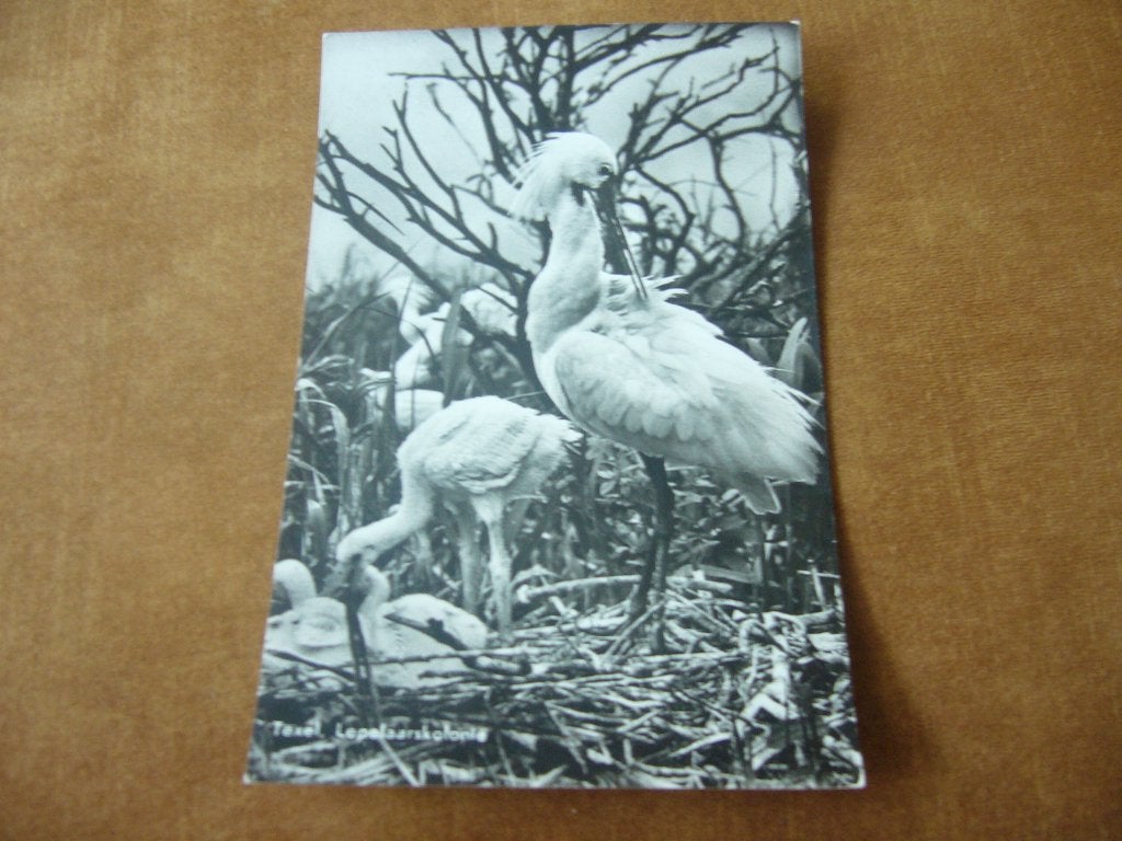 TEXEL  =  LEPELAARSKOLONIE, Ophalen of Verzenden, 1940 tot 1960, Ongelopen, Waddeneilanden
