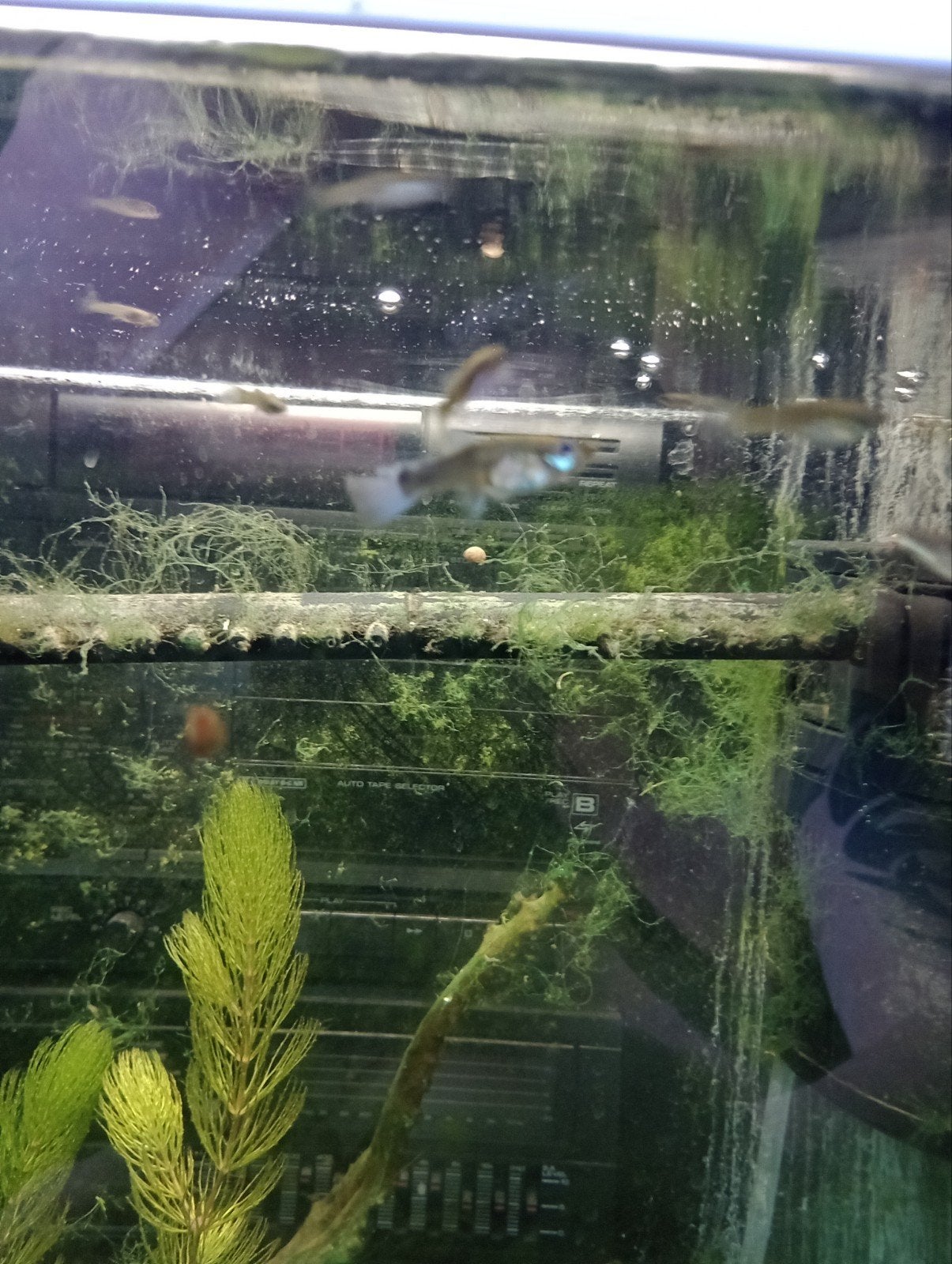 Guppy vrouw met wat jonge gratis ophalen, Dieren en Toebehoren, Ophalen, Zo goed als nieuw