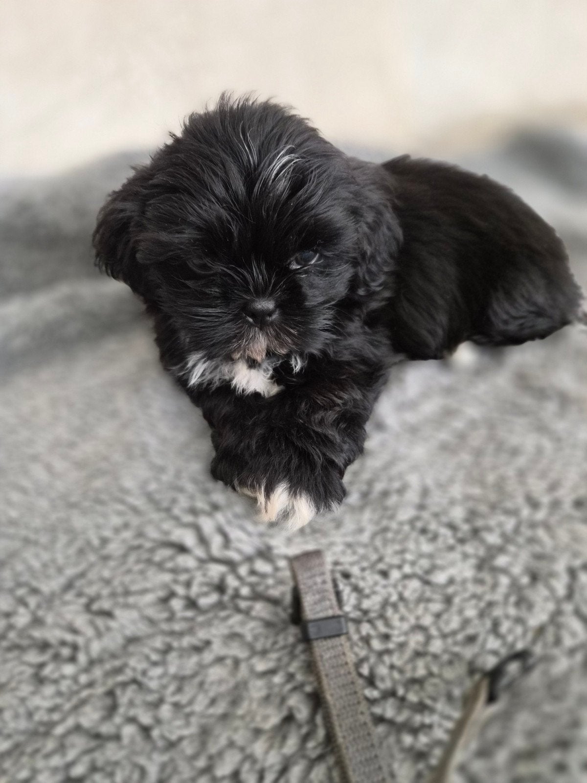 Mooie shih tzu pups, Parvo, Overige rassen, 8 tot 15 weken, Meerdere