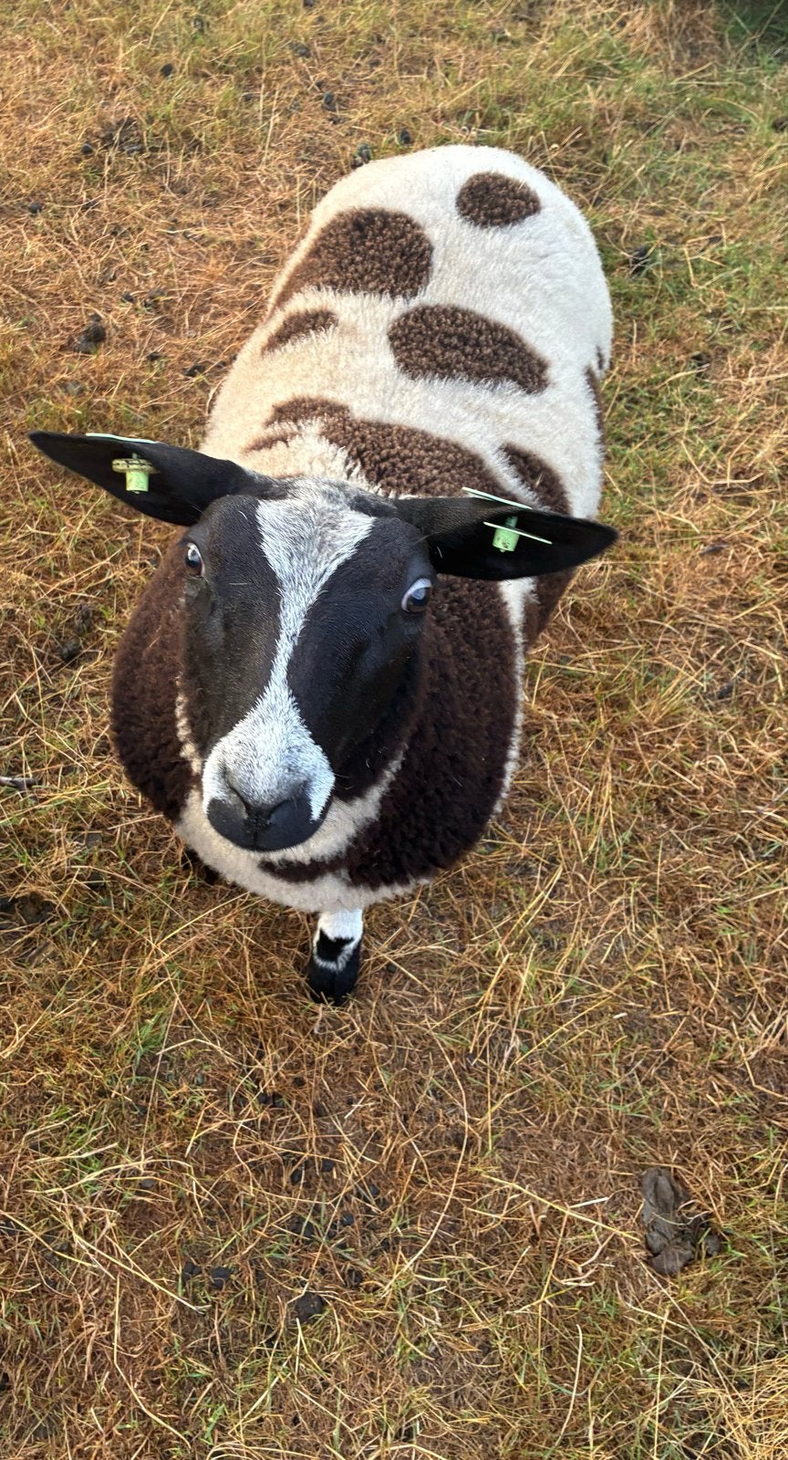 Twee bonte lammeren, Vrouwelijk, Schaap, 0 tot 2 jaar
