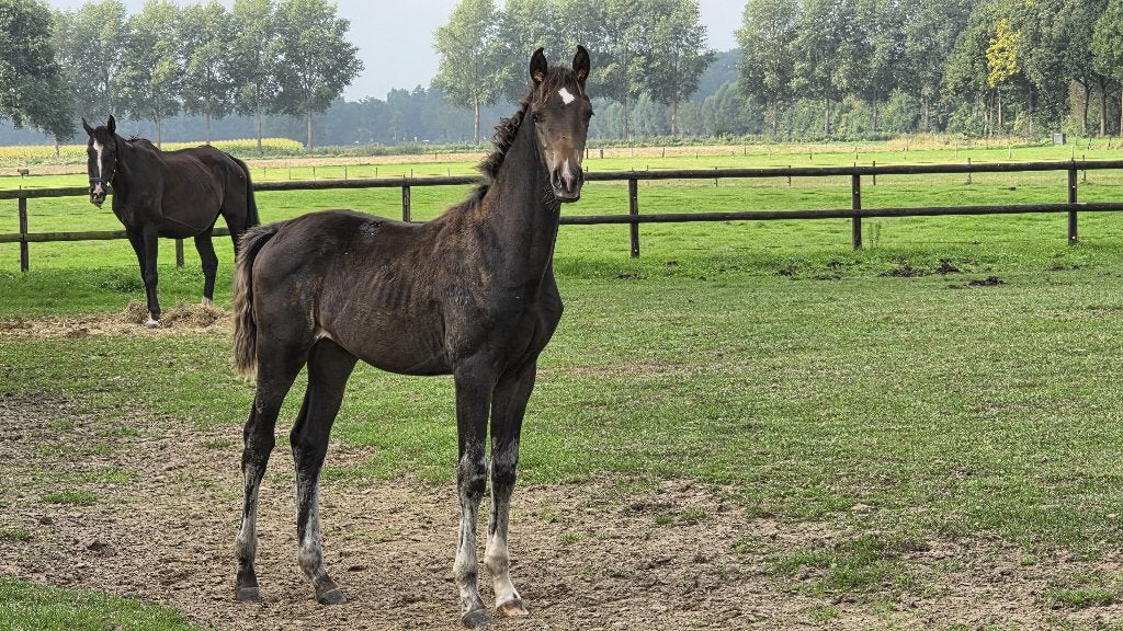 Luxe Dressuur Hengstveulen, Minder dan 160 cm, Met stamboom, Niet van toepassing, Dressuurpaard