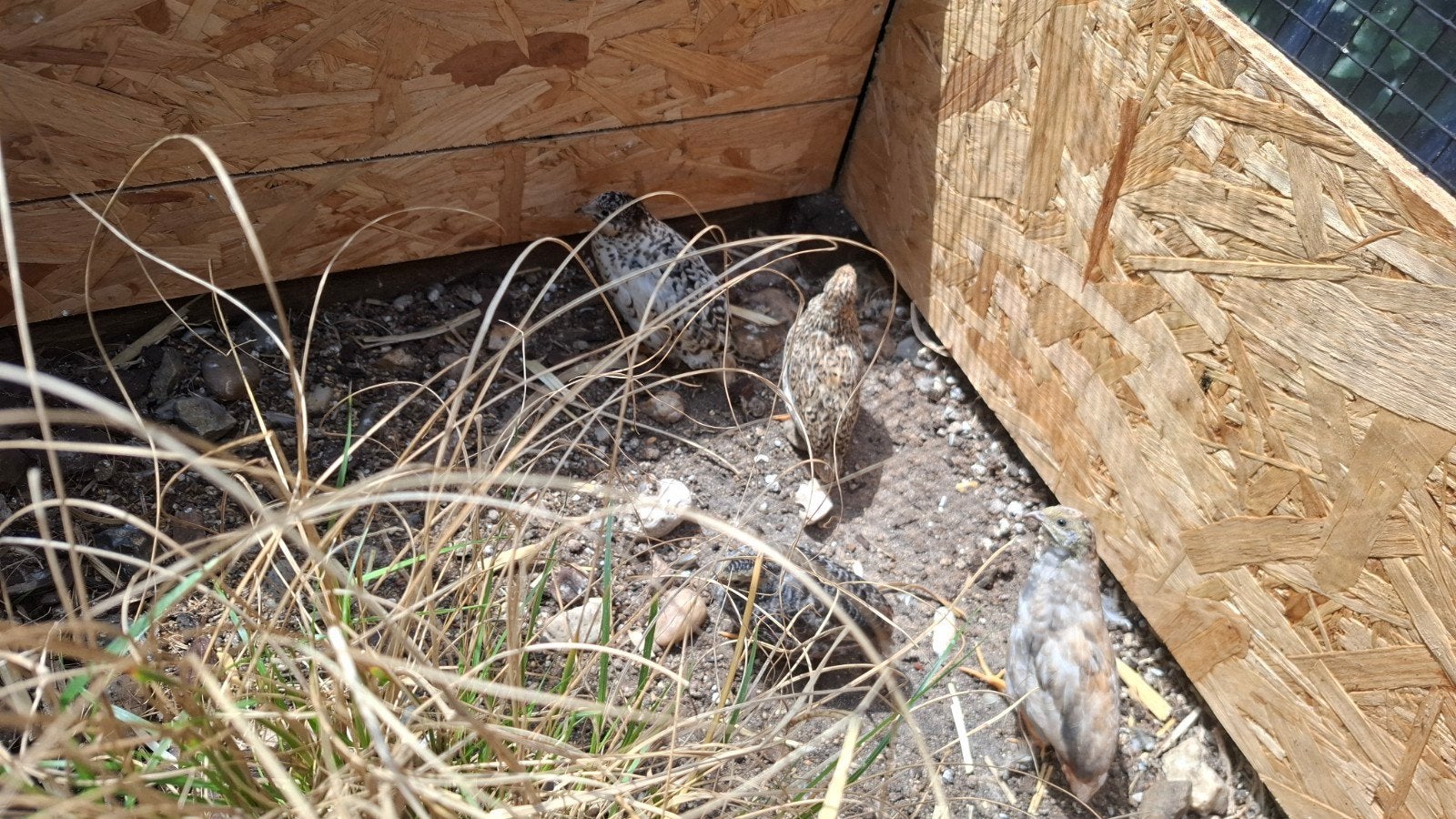 Jonge chineese kwartels. Natuurbroed, Dieren en Toebehoren, Meerdere dieren, Overige soorten