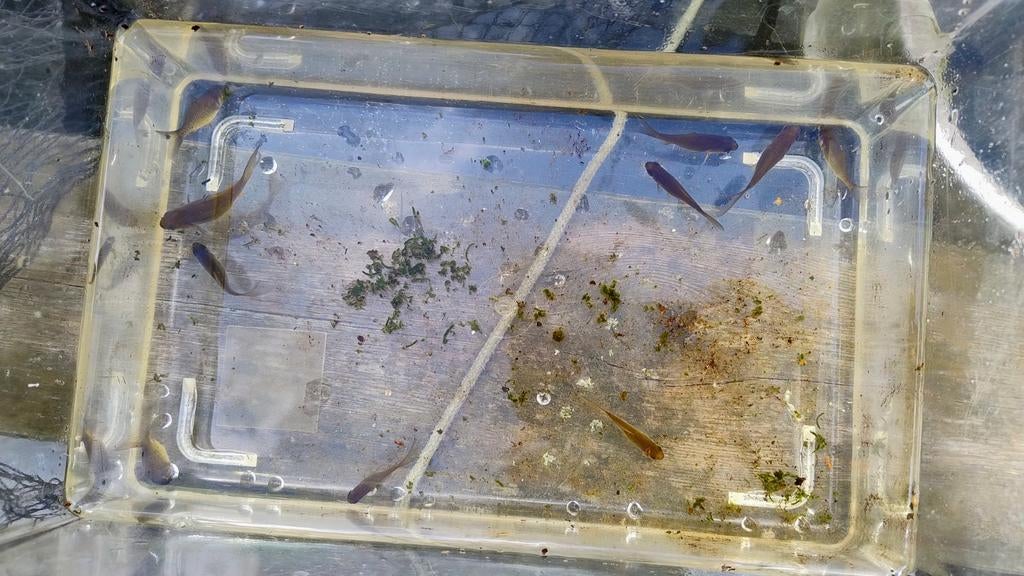 Baby goudvis, Dieren en Toebehoren, Vissen | Vijvervissen, Goudvis(sen)