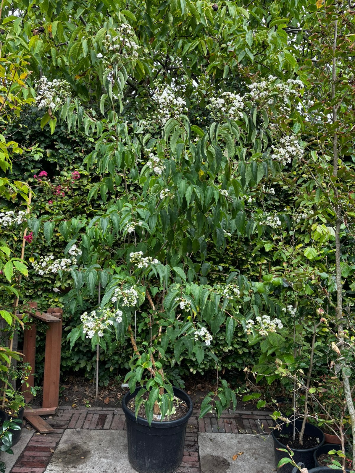 Heptacodium miconioides - zevenzonenboom - meerstammig, Ophalen, Overige soorten, Struik