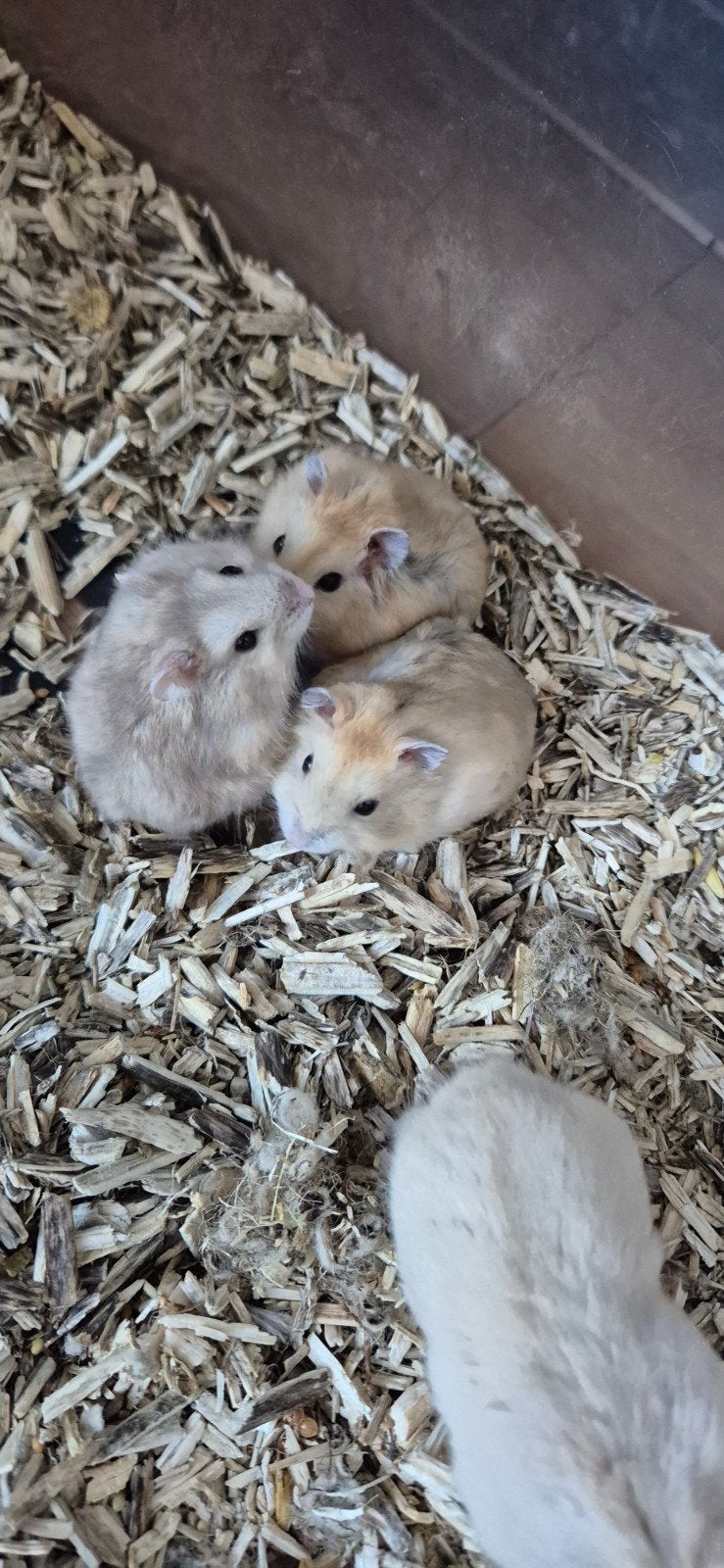 Lieve dwerghamsters, Dieren en Toebehoren, September, Meerdere dieren, Hamster