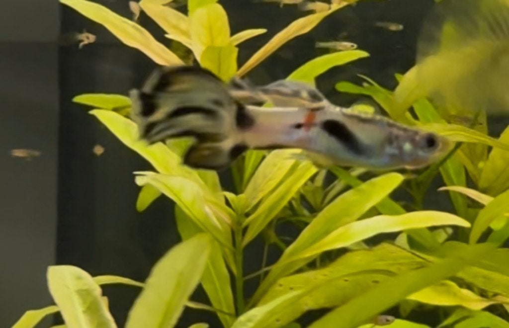 baby guppy's, Dieren en Toebehoren, Vis, Zoetwatervis