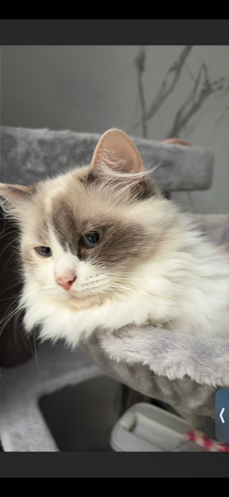 Maincoon/ragdoll dna getest, Poes, Langharig, 0 tot 2 jaar