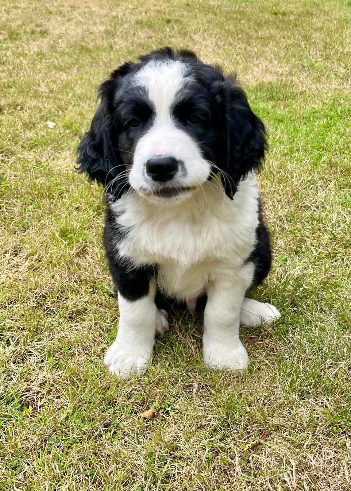 Puppy’s Labrador/Bernersenne + Duitse Staander, Dieren en Toebehoren, Rabiës (hondsdolheid), Reu, 8 tot 15 weken, Meerdere