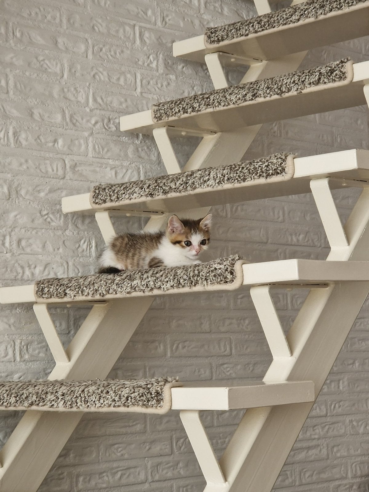 Kortsehaar, Kater, Ontwormd, 0 tot 2 jaar