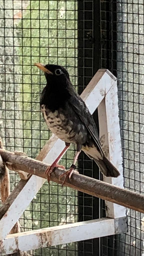 Japanse lijster man, Dieren en Toebehoren, Vogels | Overige Vogels, Mannelijk