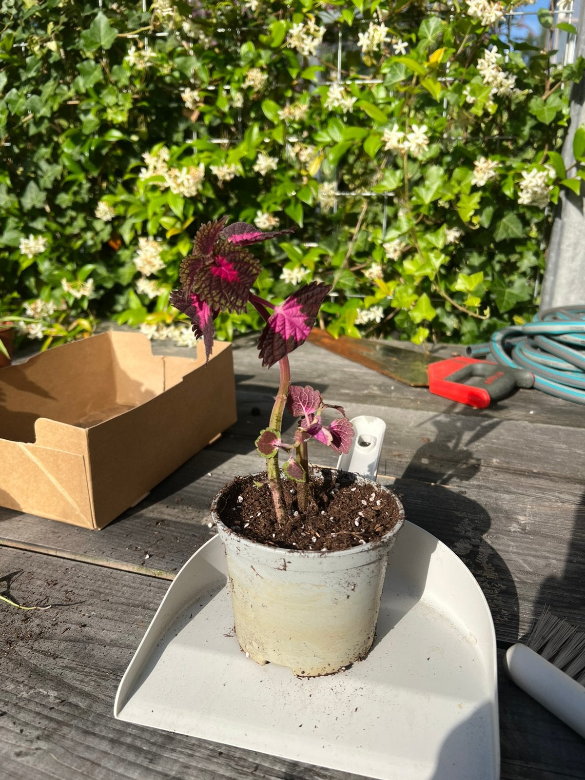 Roze netel, Huis en Inrichting, Kamerplanten, Minder dan 100 cm, Halfschaduw, Ophalen