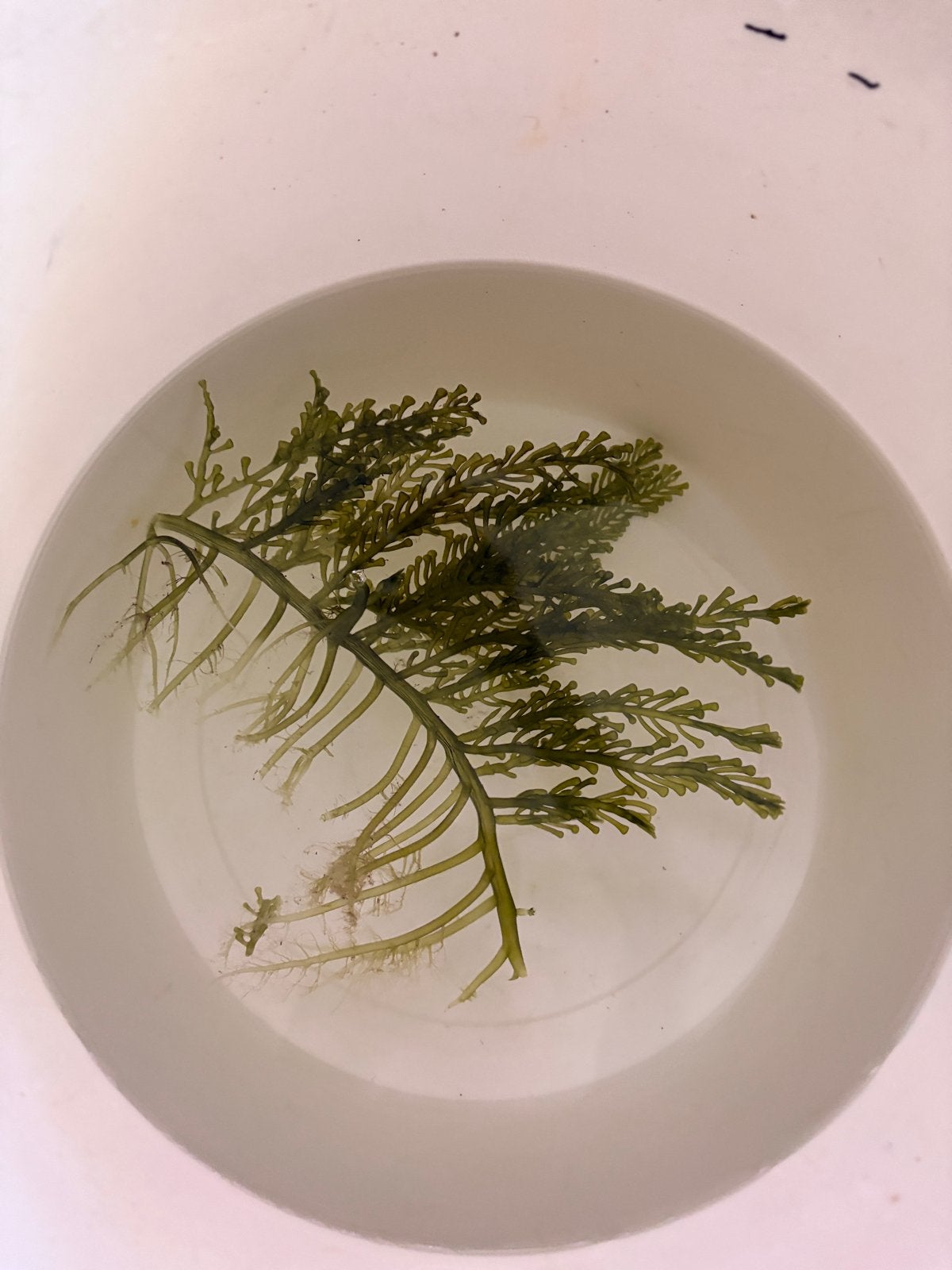 Caulerpa racemosa, macro algen, Overige typen, Zoutwatervis