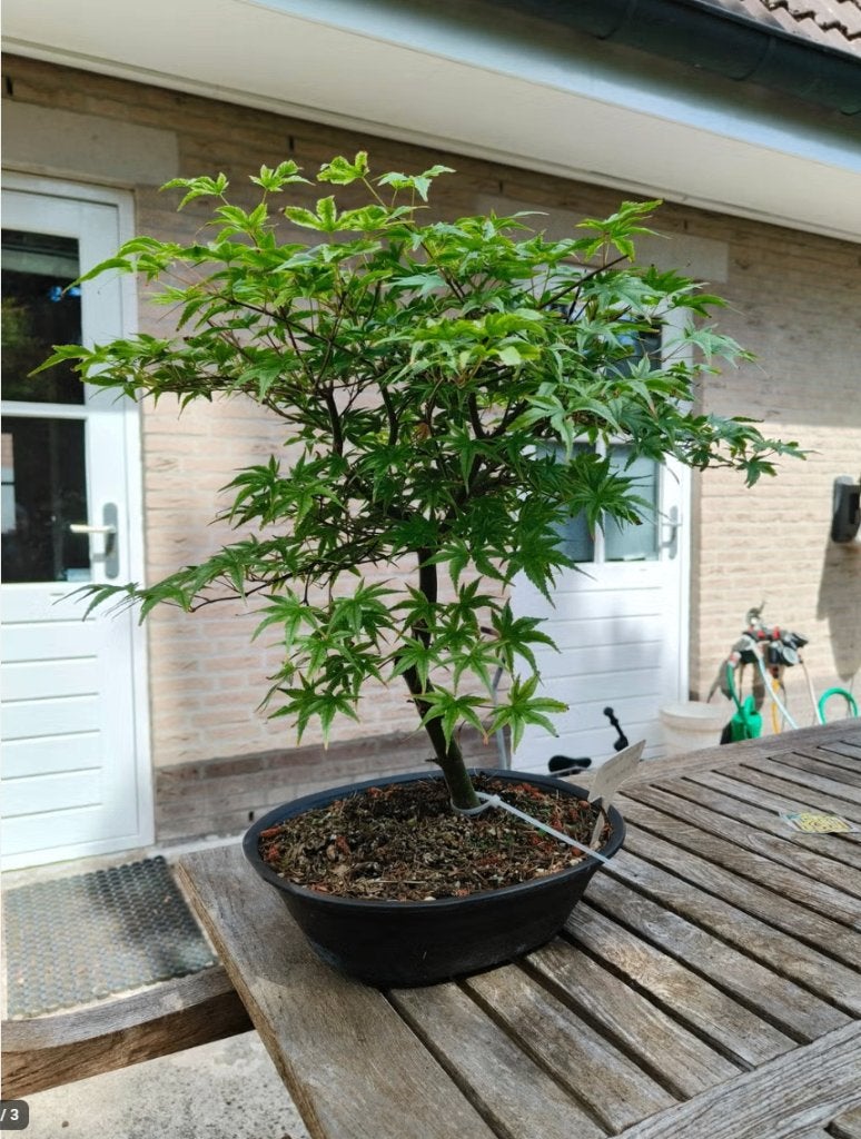 Bonsai Acer Palmatum Phoenix, Tuin en Terras, Planten | Bomen, Ophalen, Bloeit niet, Halfschaduw, Overige soorten
