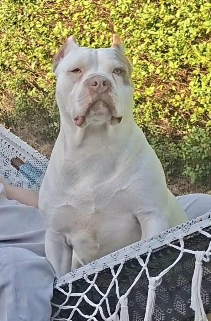 bully xl, Dieren en Toebehoren, België, Particulier, 1 tot 2 jaar, Teef