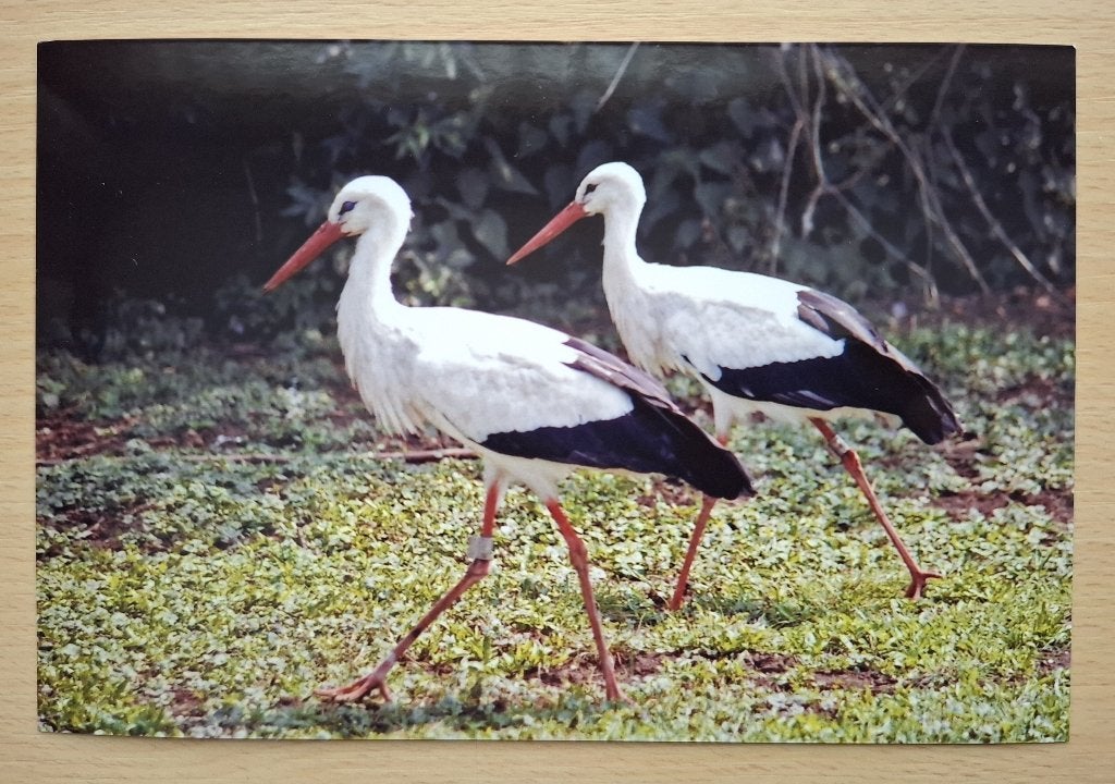 Foto van 2 ooievaars, Verzenden, 1980 tot heden, Foto, Nieuw