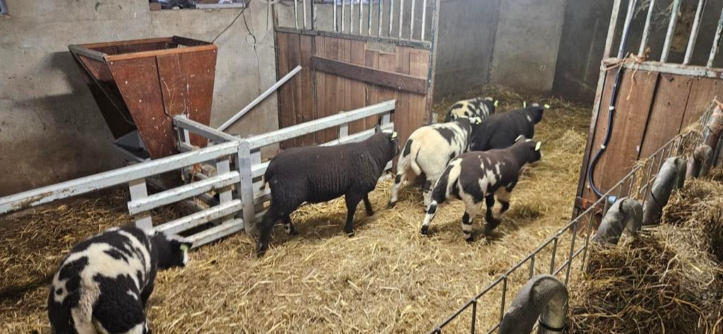 Tekoop 5 bonte ram lammeren, Dieren en Toebehoren, Schapen, Geiten en Varkens, Mannelijk, Schaap, 0 tot 2 jaar