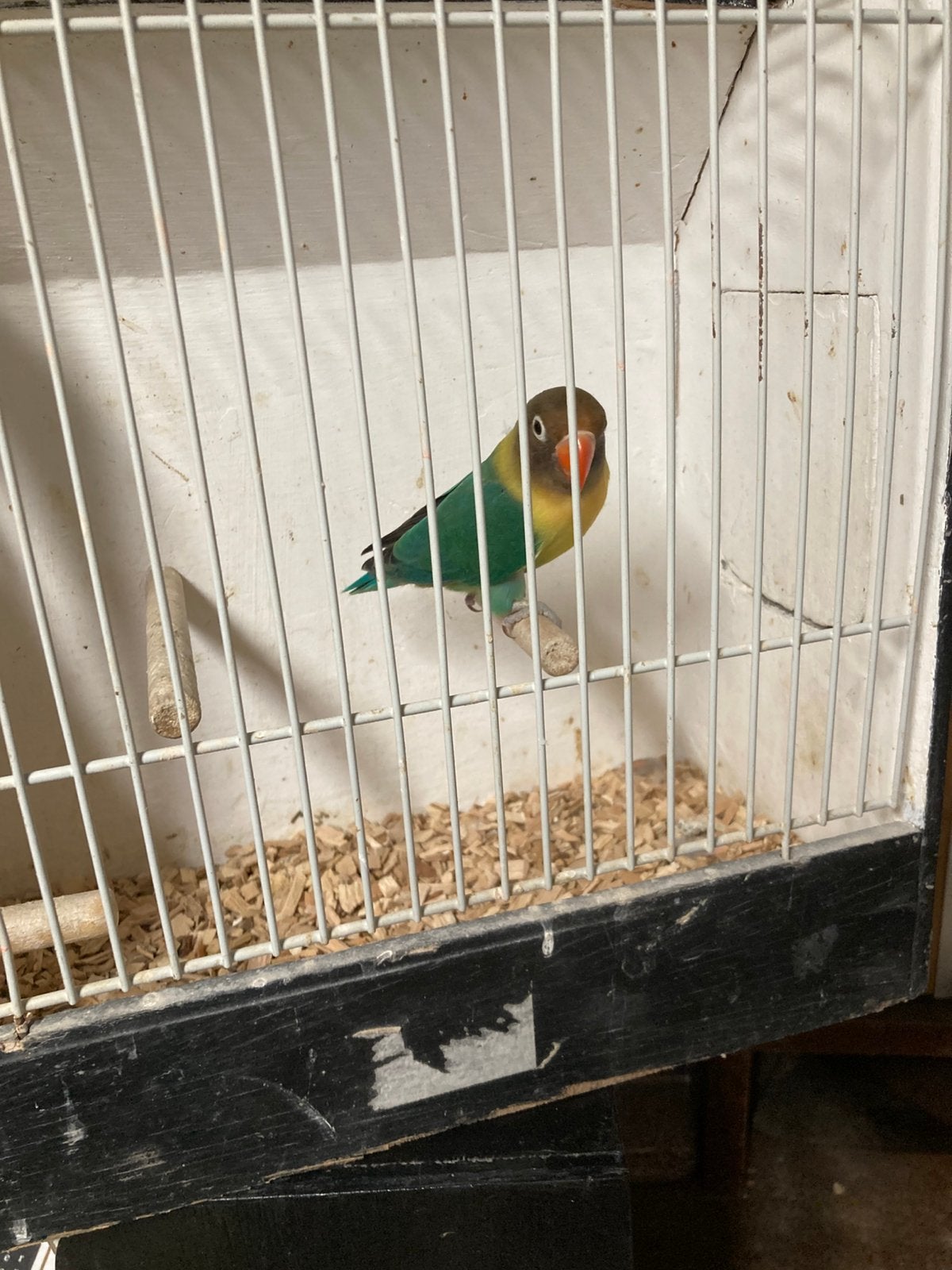 Agapornis personatus, Dieren en Toebehoren, Vogels | Parkieten en Papegaaien, Mannelijk, Dwergpapegaai of Agapornis, Tam