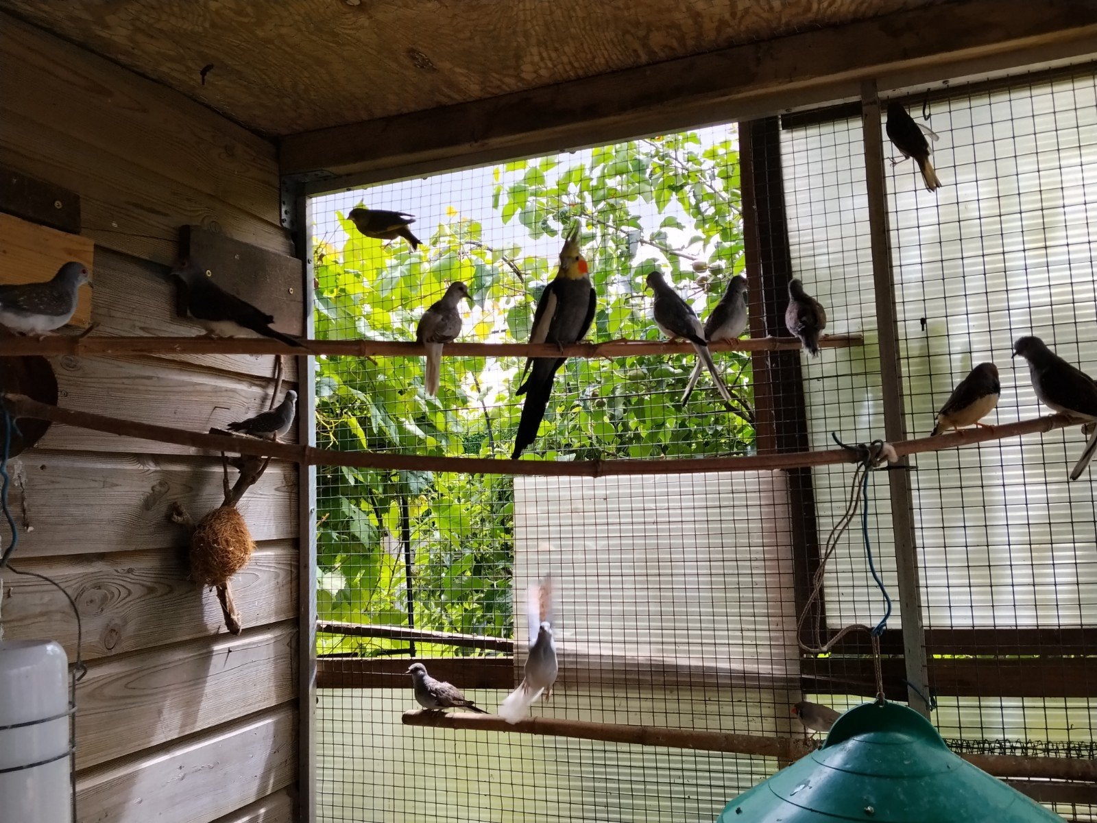 Volière vogels te koop, Dieren en Toebehoren, Vogels | Kanaries, Meerdere dieren, Bastaard