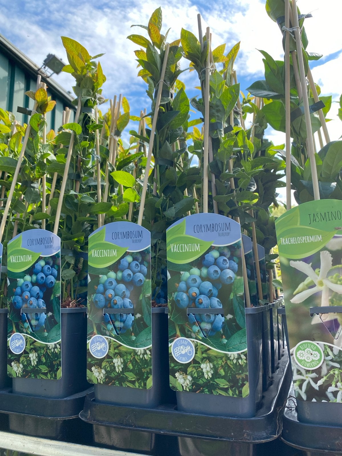 Blauwe bessen plant - Vaccinium 'Bluecrop', Ophalen, Lente, Overige soorten, Volle zon