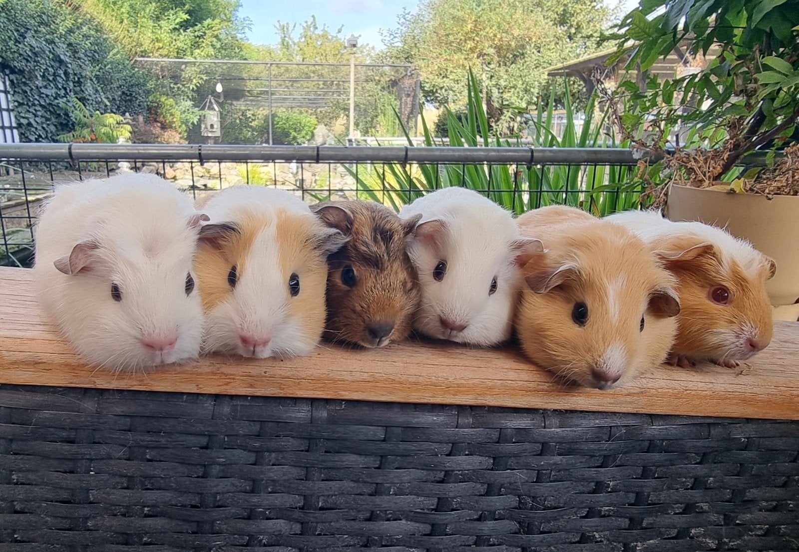 Jonge cavia's super lief en kinderen gewend, Dieren en Toebehoren, Cavia, Augustus, Meerdere dieren, Tam