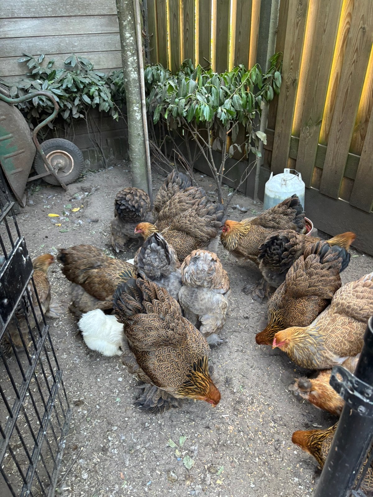 Brahma Groot Meerzomig Patrijs en Blauw patrijs hennen 2026, Vrouwelijk, Kip