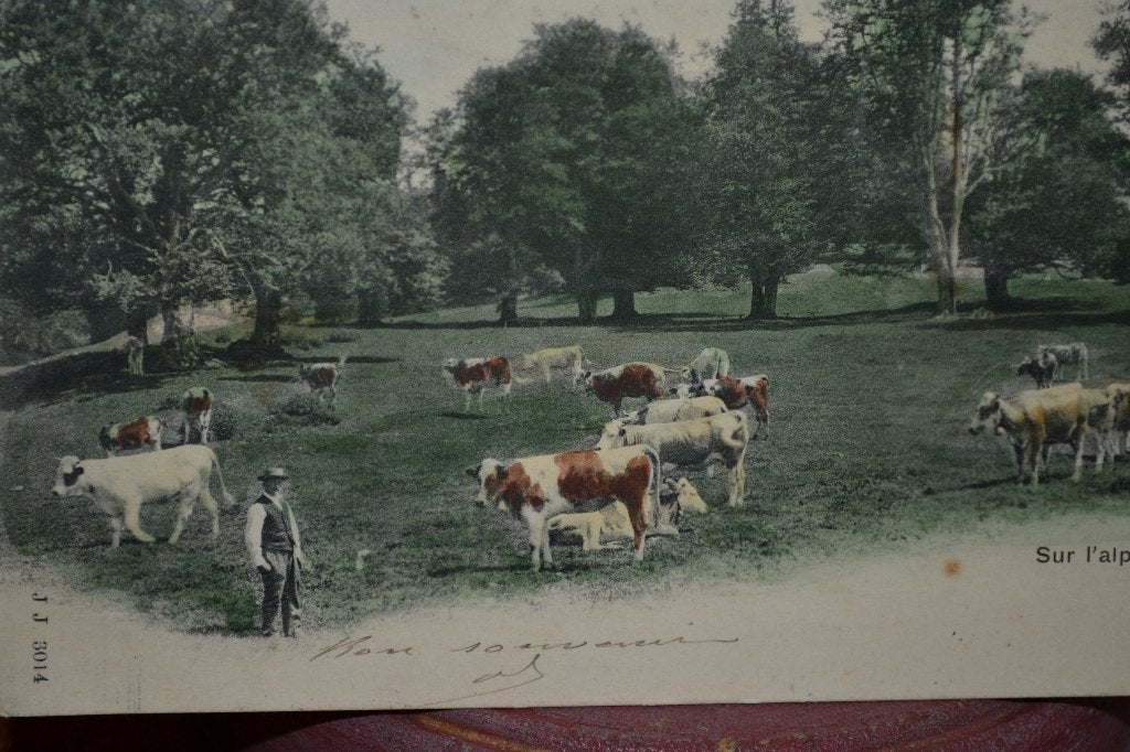 frankrijk 1901 koeien met boer in de wei, Ophalen of Verzenden, Voor 1920, Gelopen, Sterren en Beroemdheden