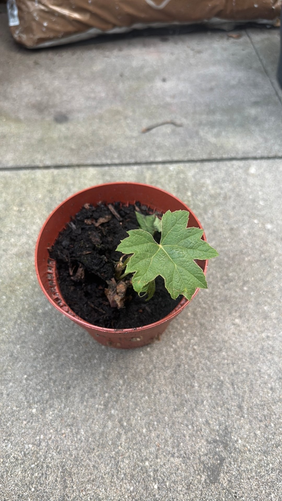 Tetrapanax papyrifera Steroidal Giant - Rijstpapierplant, Ophalen