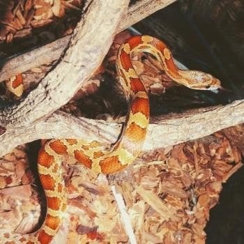 Pantherophis guttata Corn Snake photo 3