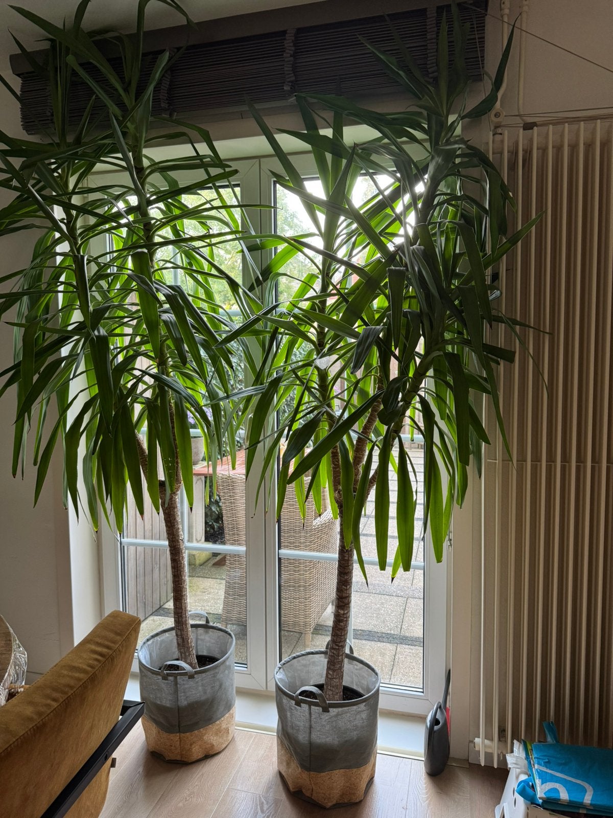 Mooie palmboom, Tuin en Terras, 100 tot 250 cm, Zomer, Palmboom, Ophalen
