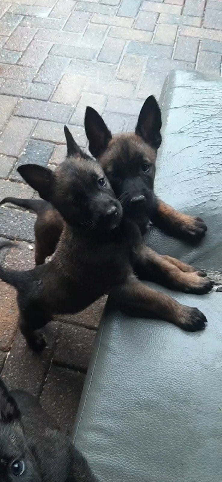 Super mooie mechelse x Hollandse herder pups uit toplijnen, Dieren en Toebehoren, Honden | Herdershonden en Veedrijvers, Parvo