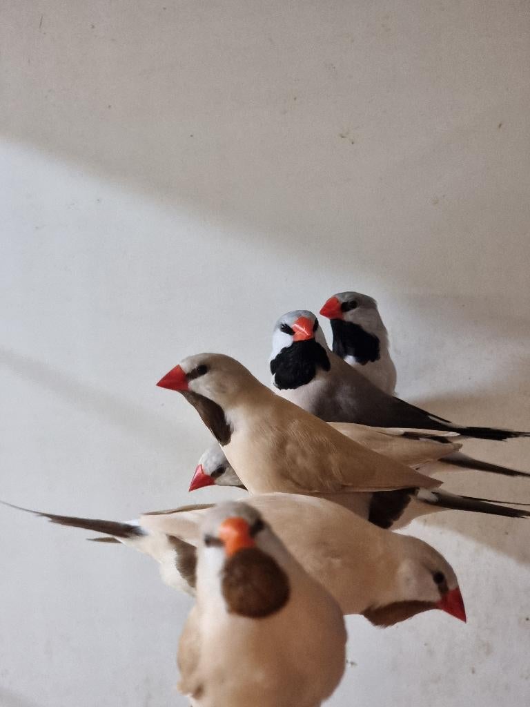 Spitsstaartamadine | Veel keuze uit tropische vogels, Meerdere dieren, Tropenvogel