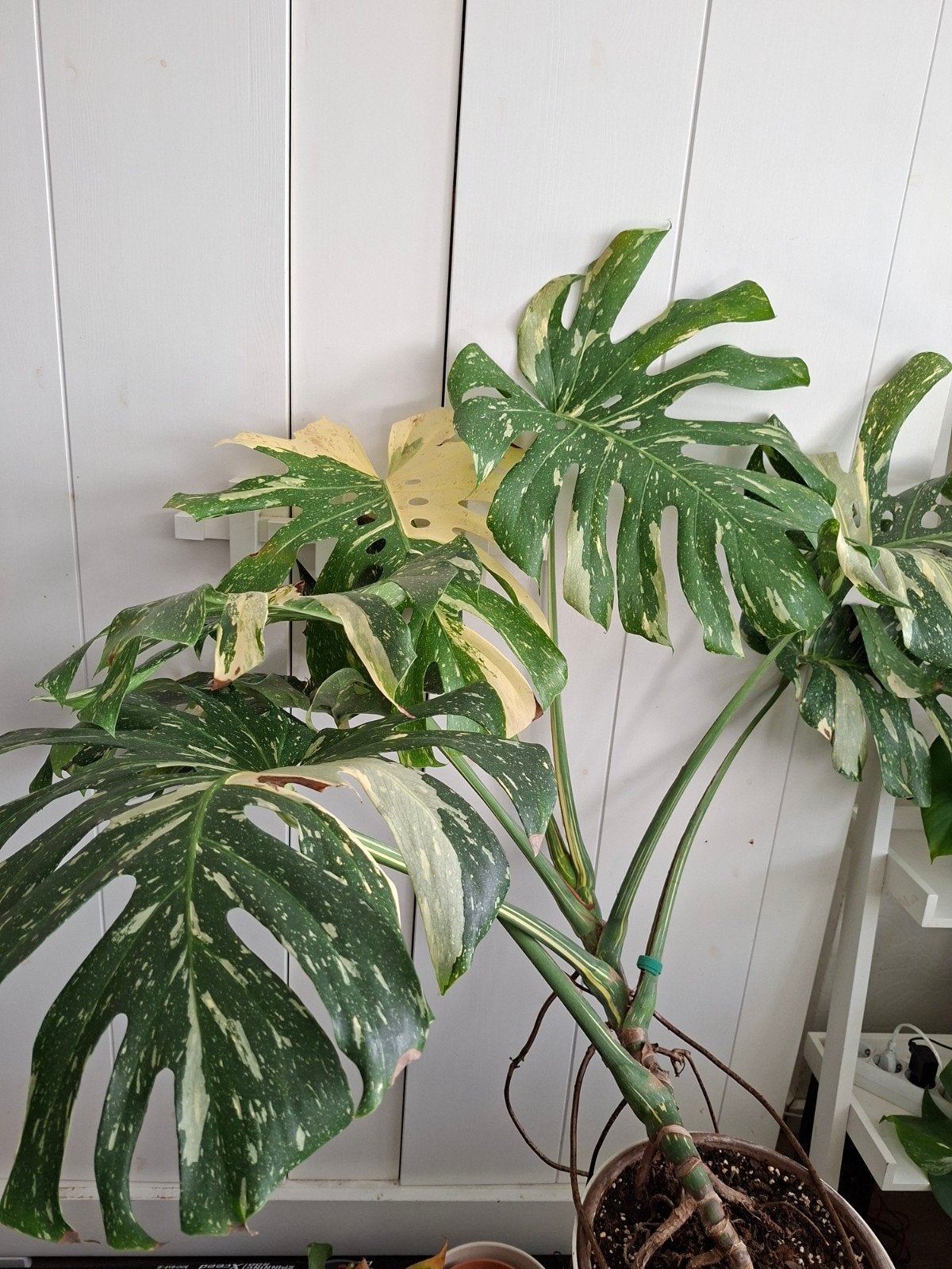 Monstera Thai Constellation - Prachtige Gevlekte Kamerplant, Huis en Inrichting, Kamerplanten, Ophalen, In pot, Halfschaduw, Minder dan 100 cm