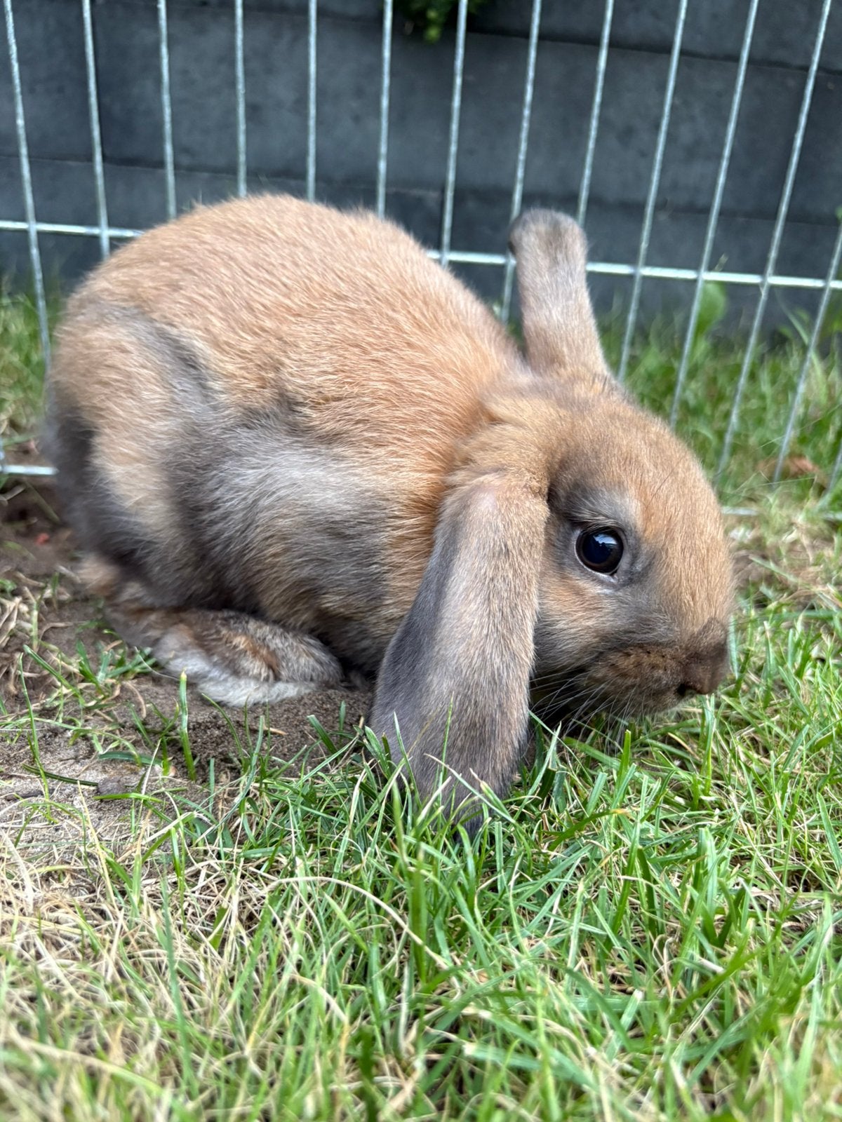 Hangoor konijntjes, Meerdere dieren, Hangoor