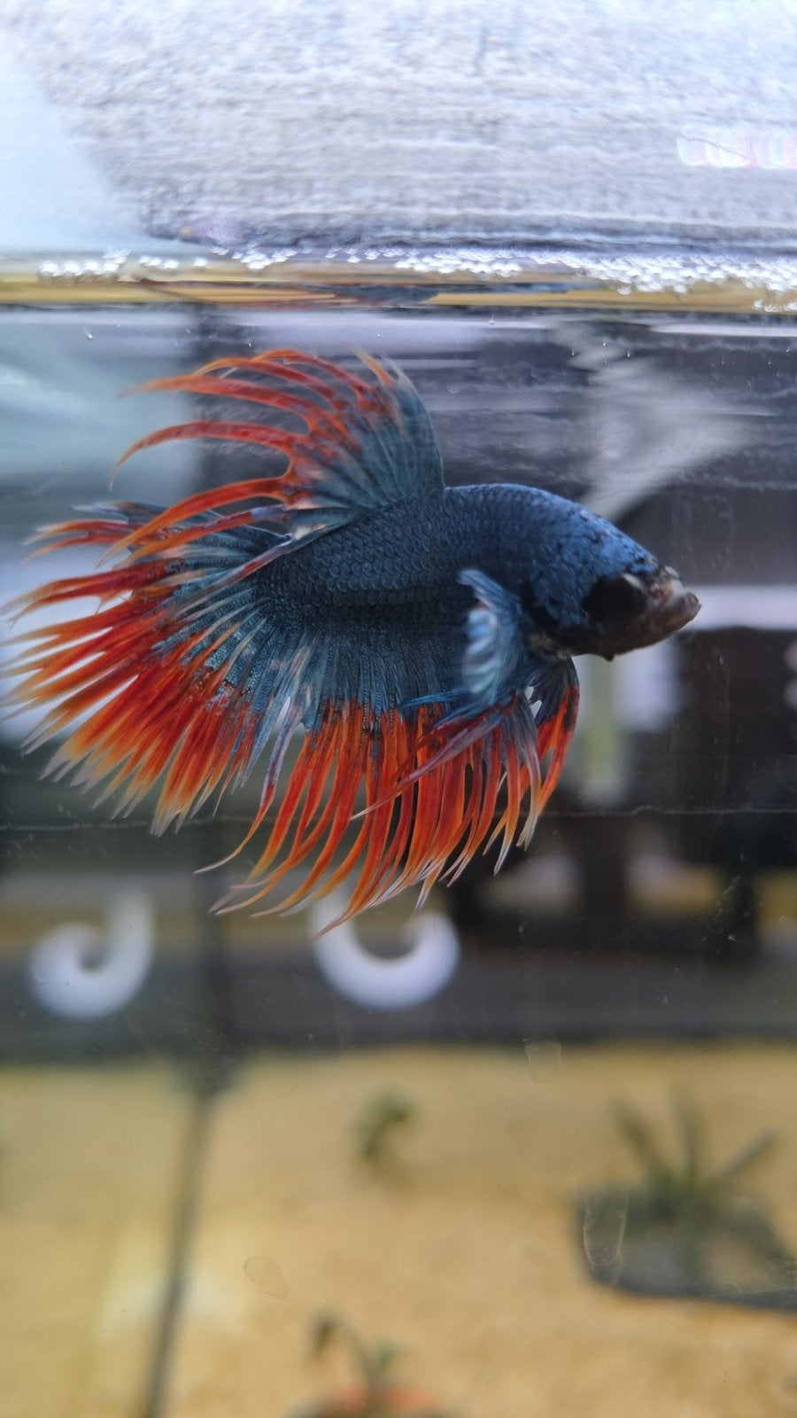 Betta splendens crowntail blue-red male, Vis