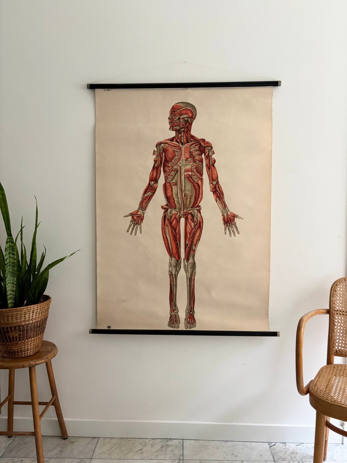 Originele anatomische schoolplaat Deutsches Hygiene-Museum, Ophalen, Natuur en Biologie