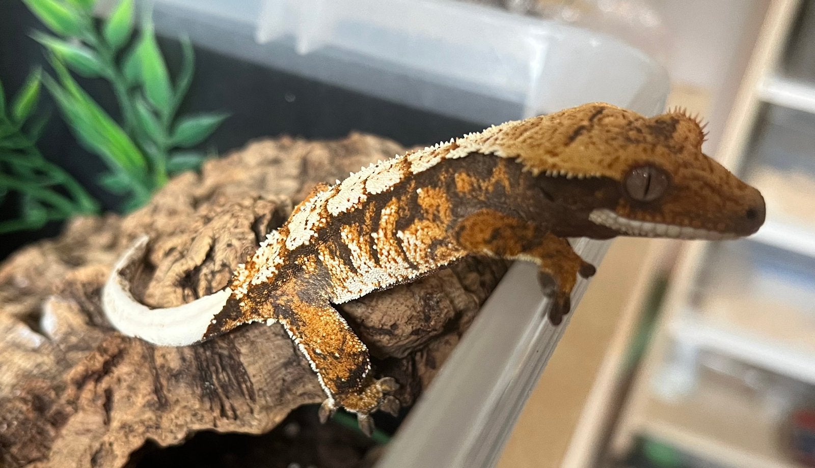 Tricolor extreem harlequin wimpergekko, ciliatus, Hagedis, 0 tot 2 jaar