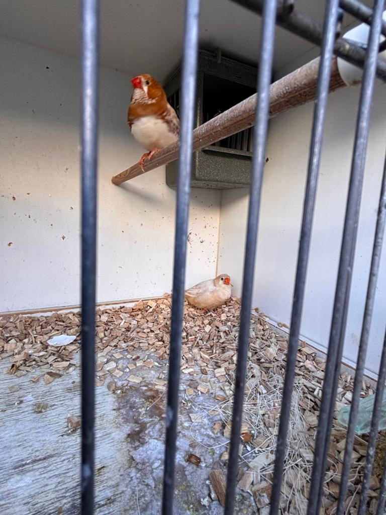 Mooi koppel oranjeborst isabel zebravinken, Dieren en Toebehoren, Vogels | Overige Vogels, Meerdere dieren