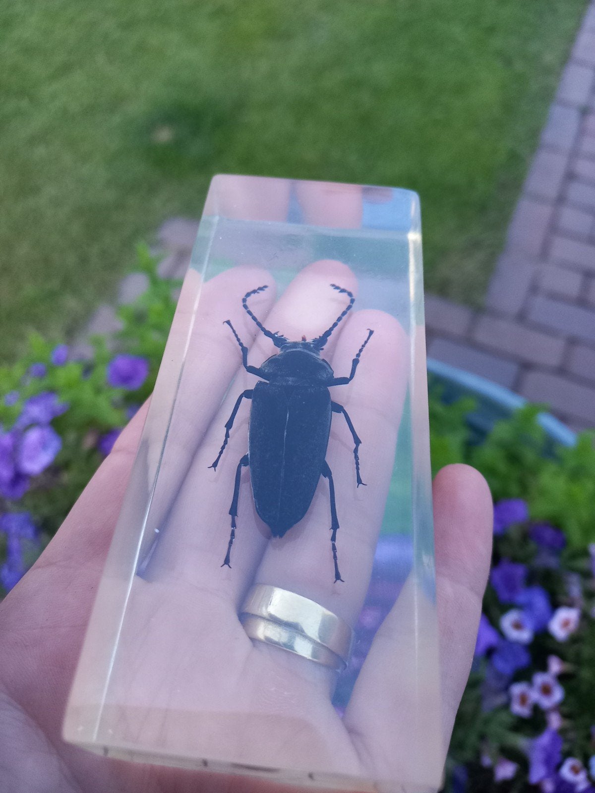 Grote kever in hars - Insect in epoxy, Verzamelen, Dierenverzamelingen, Ophalen of Verzenden