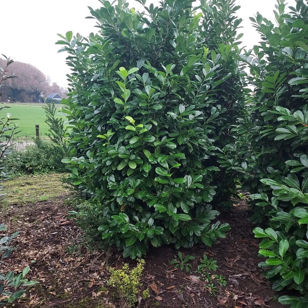 Mooie hoge laurier aanbieding, Ophalen of Verzenden, Laurier, 100 tot 250 cm