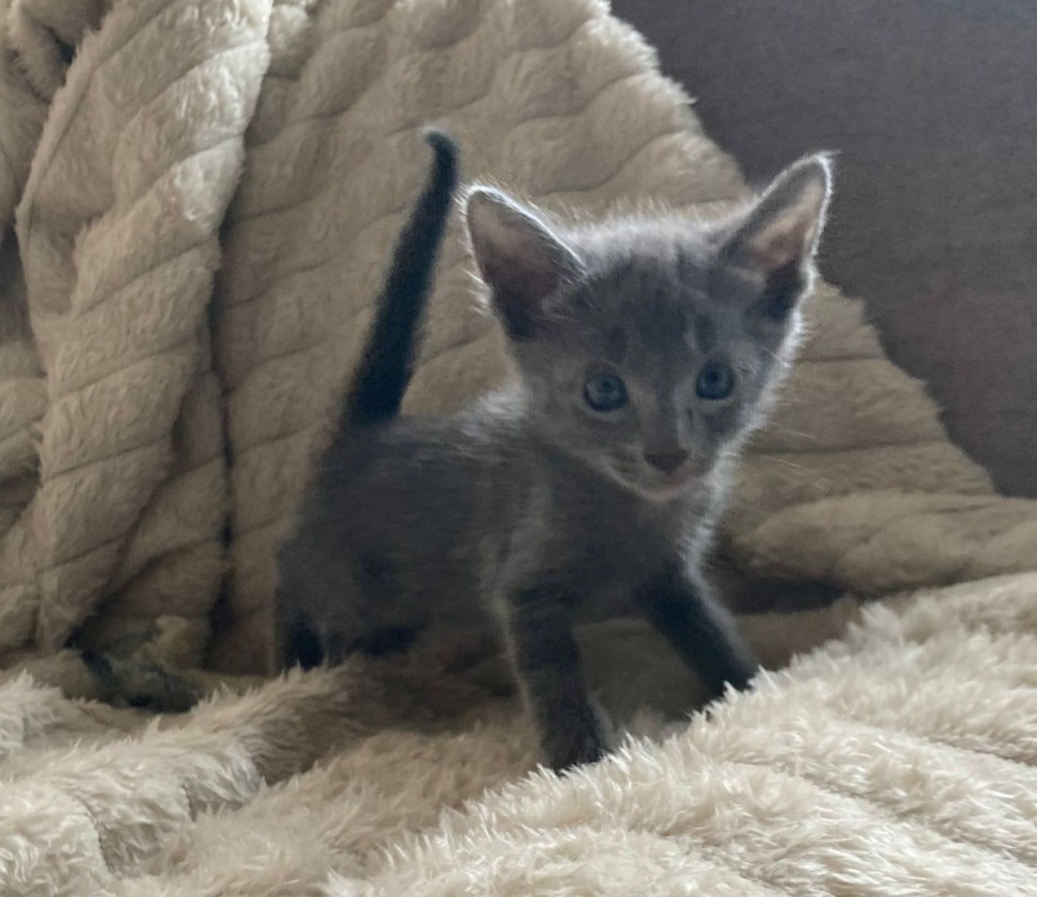 Grijs / Blauw kitten▪Beschikbaar in herfstvakantie!, Dieren en Toebehoren, Katten en Kittens | Raskatten | Korthaar, Poes, Gechipt